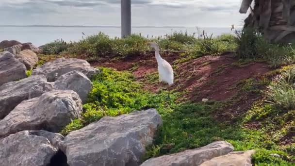 Cattle Egret Bird Walking Public Park Outdoors — Stockvideo