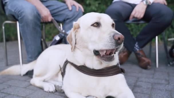 Closeup View Cute Labrador Retriever Sitting Outdoors Background People Sitting — Video