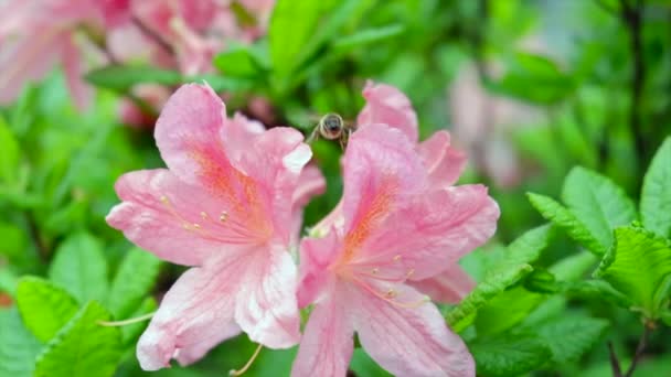 Uçan Bir Arı Tozlaşan Pembe Açelya Çiçeklerinin Yakın Plan Çekimi — Stok video