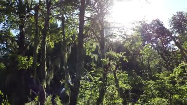 Bright Sun Shining Mystic Lush Green Forest — Vídeos de Stock