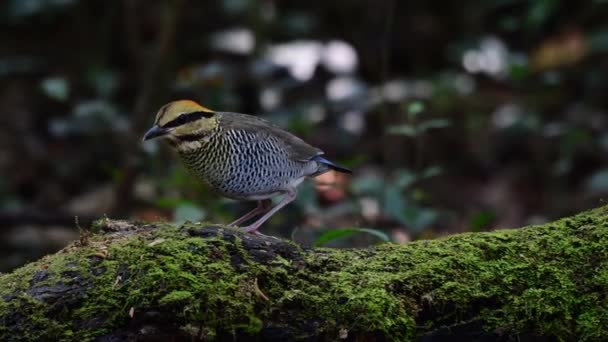 Mavi Pitta Kuşu Yosunlu Bir Kütükte Yiyecek Arıyor — Stok video