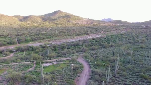 Aerial View Trees Cactuses Mountainous Area — Stockvideo