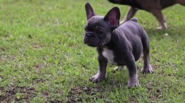 Bahçede bir Fransız Bulldog köpeğinin yakın çekimi.