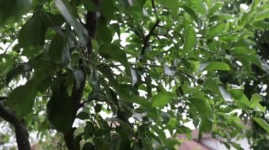 Ağaçtaki yaprakların seçici odak noktası