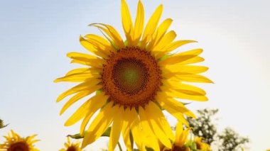 Tarlada güzel bir ayçiçeği manzarası