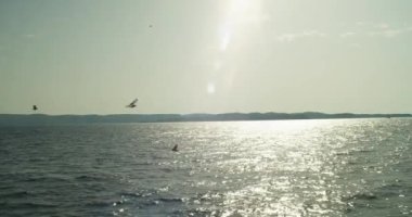 A scenic view of a flock of seagulls flying above a seascape against mountains on a sunny day in Croatia