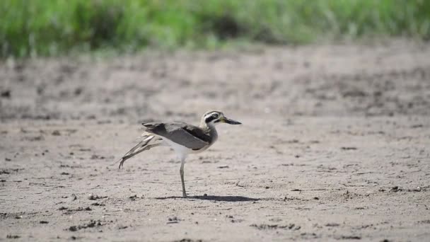 Closeup Great Thick Knee Curlew Sunlight Thailand — Wideo stockowe