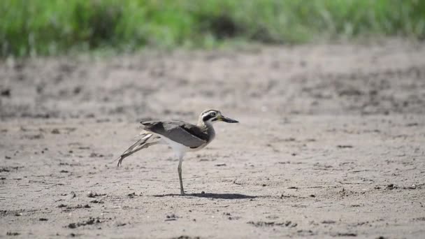 Closeup Great Thick Knee Curlew Sunlight Thailand — Αρχείο Βίντεο