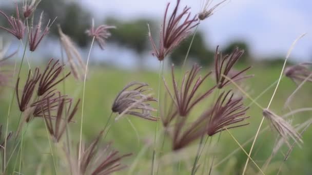 Closeup Feather Fingergrass Chloris Virgata Blowing Wind — Video
