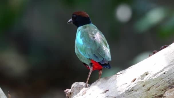 Grüne Pitta Mit Kapuze Und Roter Glocke — Stockvideo