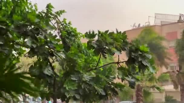 Fuertes Tormentas Viento Soplando Los Árboles Afuera — Vídeo de stock