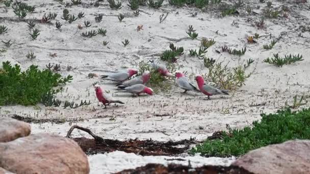 Some Pink Cockatoos Walking Trying Find Some Food Sand — Stock video
