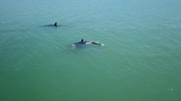 Aerial Shot Swimming Dolphines Sea — Stockvideo