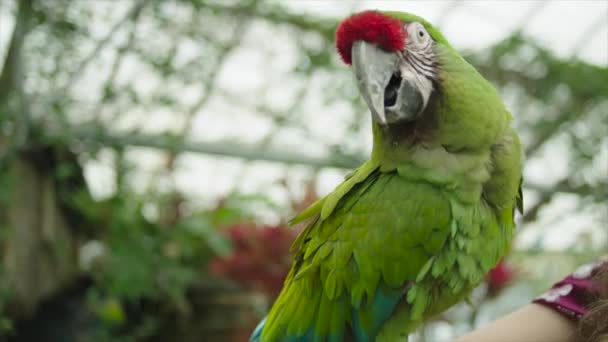 Close View Green Macaw Garden — Stock Video