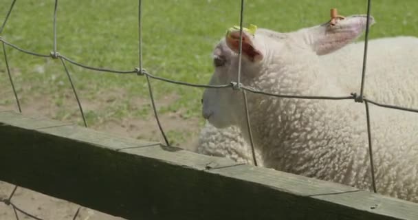 Close Cute Sheep Farm — Stockvideo