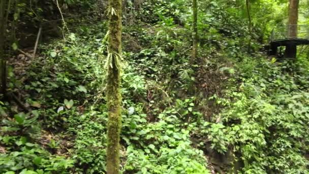 Запись Беспилотника Кустами Лестницами Высокими Деревьями Лесу — стоковое видео