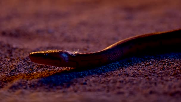 Snake Slithers Colorful Sand Shot 1000Fp — Stockvideo