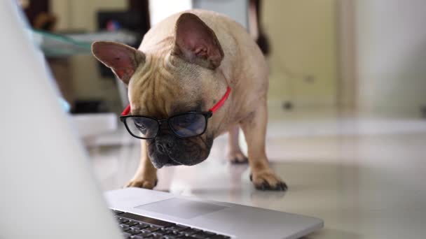 Shallow Focus Funny French Bulldog Glasses Staring Laptop Touchpad Screen — Αρχείο Βίντεο