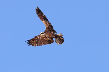 Mavi gökyüzünde uçan bir kartalın yakın çekimi.