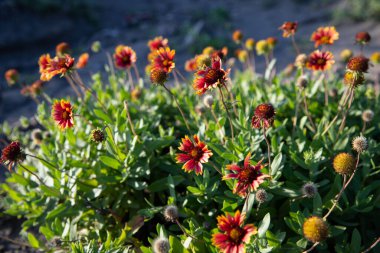 Kırmızı kasımpatı çiçeklerinin çalılıklarda açtığı yakın plan bir fotoğraf.