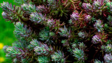 Yağmurdan sonra bitkilere yakın çekim