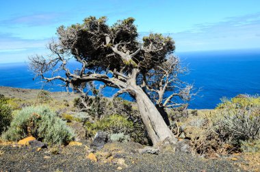 El Hierro Adası El Sabinar 'da Rüzgâr Tarafından şekillendirilmiş Ardıç Ağacı.