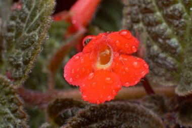 Kırmızı bir Episcia çiçeğinin üzerindeki çiğ damlalarının yakın plan görüntüsü.