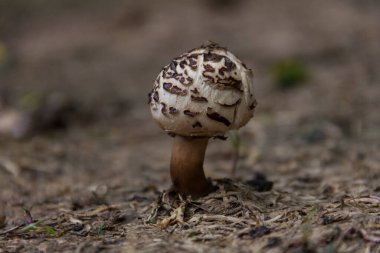 wild brown and white mushroom in the mountains of Cordoba, Argentina