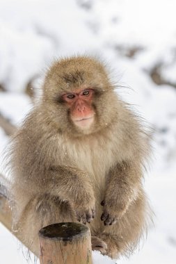 Beyaz, bulanık bir geçmişi olan Japon bir kar maymunu yakın plan fotoğrafı.