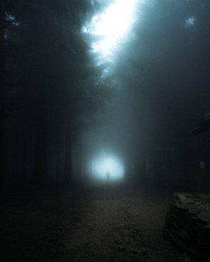 Çam ormanında sisle kaplı bir insanın dikey görüntüsü.