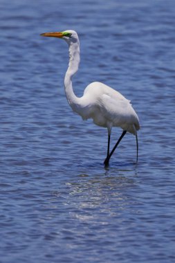 Sudaki beyaz bir vincin yakın çekimi.