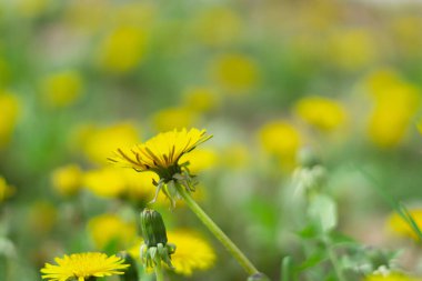 Kapalı bir çiçek baharın başlarında açar.