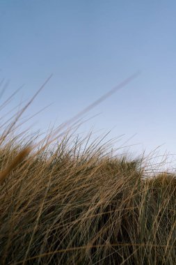 Rüzgarda sallanan çimlerin dikey görüntüsü açık mavi gökyüzü arka planında