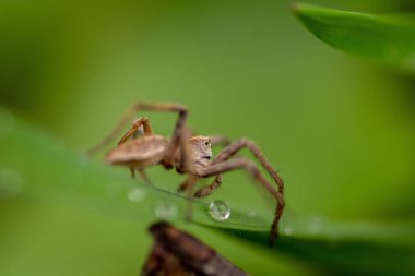 Bahçedeki bir yaprağın üzerindeki örümceğin yakın çekimi.