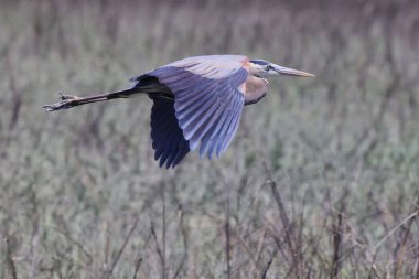 Gri balıkçıl kuşunun çimlerin üzerinde uçuşu