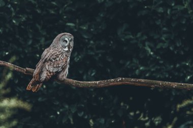 Ormandaki ağaç kütüğüne tünemiş büyük gri bir baykuş.