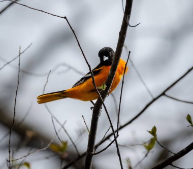 Yapraksız bir ağaç dalına tünemiş Baltimore Oriole kuşunun yakın çekimi.