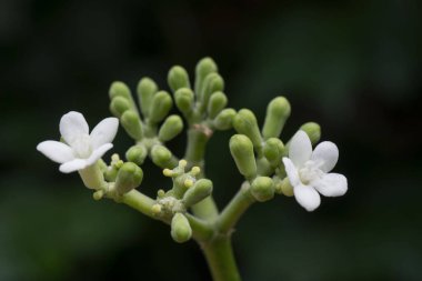 A closeup shot of a blooming papaya plant with white flowers