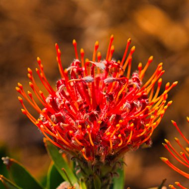 A closeup shot of a blooming red pincushion flower