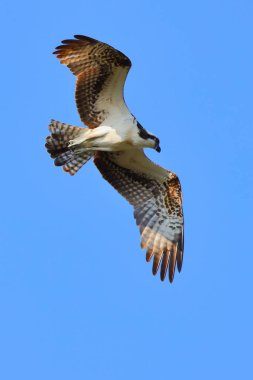 A vertical shot of an eagle flying in the blue sky