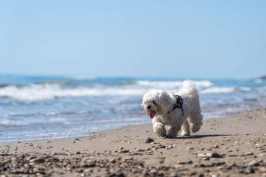 A Maltese bichon walking on Oropesa del mar beach in Castellon Spain