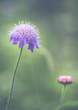 A Closeup of Scabious growing in the wildflower meadows at Hidcote Gardens