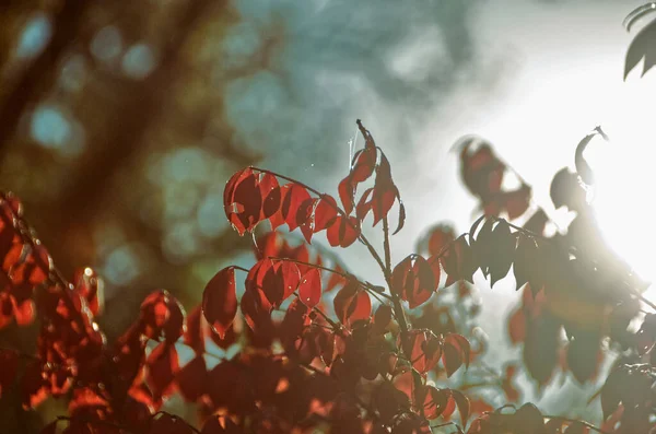 Autumn Color Leaves Winged Beresklete Compactus — Foto de Stock