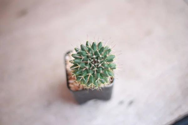 Zbliżenie Ujęcia Małego Kaktusa Doniczkowego — Zdjęcie stockowe