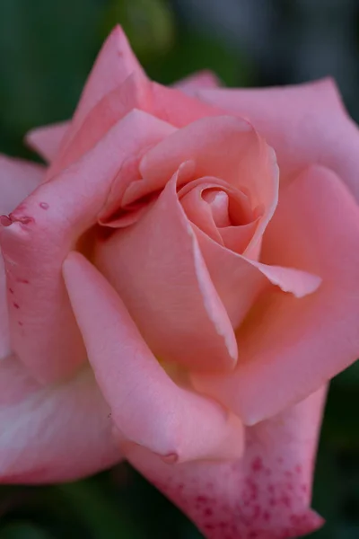 Vertical Closeup Pink Garden Rose Blurred Background — Stock Photo, Image