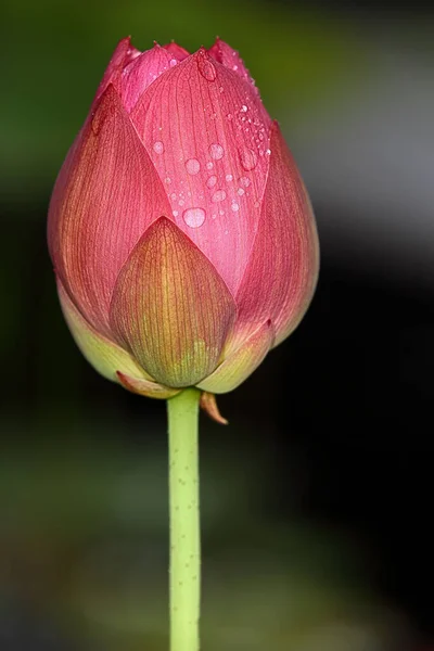 Vertical Closeup Pink Lotus Bud Waterdrops Its Petals Isolated Blurry — Stock Photo, Image