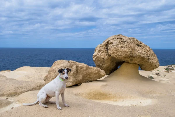 Fox Terrier Pointer Mix Dog Posing Next Mushroom Shaped Rock — Stock Photo, Image
