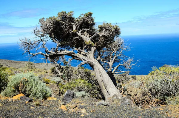 在El Hierro岛El Sabinar被风吹制的杜松子树 — 图库照片
