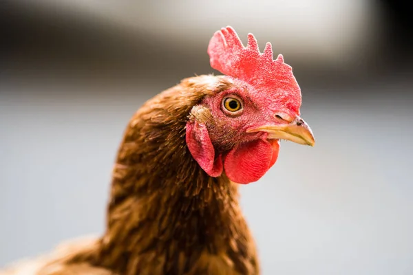 Een Closeup Van Een Schattige Bruine Kip — Stockfoto