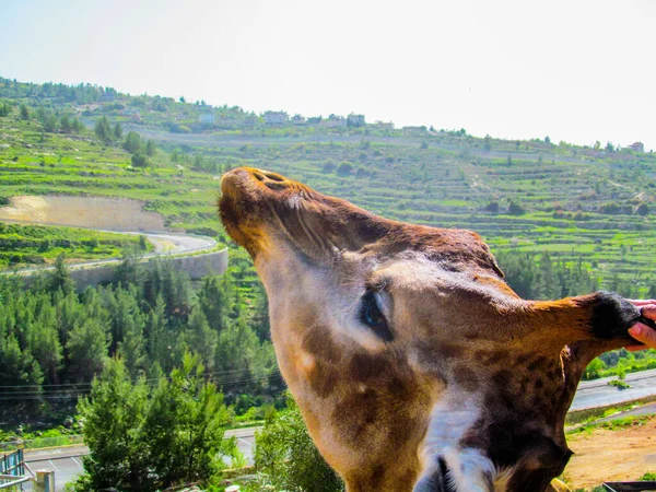 Closeup Portrait Shot Northern Giraffe Head Green Hills Light Sky — Stock Photo, Image